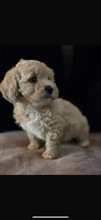 Te koop mooie maltipoo creme, Dieren en Toebehoren, Overige rassen, CDV (hondenziekte), 8 tot 15 weken, Meerdere