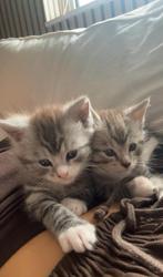 halve mainecoon kittens, Dieren en Toebehoren, Katten en Kittens | Raskatten | Langhaar, Kater, Ontwormd, 0 tot 2 jaar