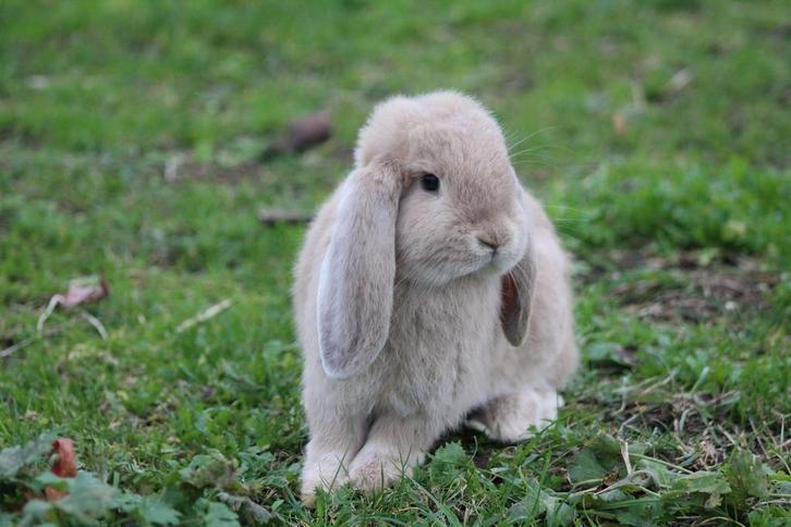 Gecastreerde Franse Hangoor rammen - BramsRabbits, Dieren en Toebehoren, Konijnen, Groot, Meerdere dieren, Hangoor