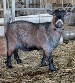 Bruinschimmel Bokje geholpen, Dieren en Toebehoren, Mannelijk, Geit, 0 tot 2 jaar
