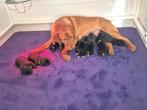 Te koop Boulab pups uit huis/woonkamer, 8 tot 15 weken, Labrador retriever, Parvo, Meerdere