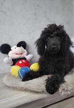 Hele lieve Toy poedel teefje van 5 maand oud, Dieren en Toebehoren, Poedel, 15 weken tot 1 jaar, CDV (hondenziekte), Teef