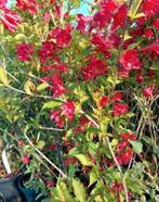 Weigelia red prince 2 liter pot 50/60cm hoog, Tuin en Terras, Planten | Tuinplanten, Volle zon, Vaste plant, Zomer, Ophalen