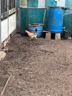 Kippen, Vrouwelijk, Kip