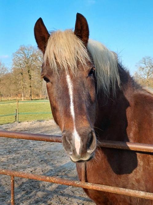 Verzorger/bijrijder gezocht, Dieren en Toebehoren, Paarden en Pony's | Verzorgingsproducten, Nieuw, Ophalen of Verzenden