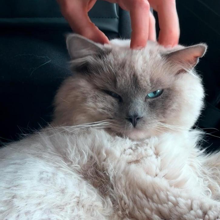 Ragdoll kater, Dieren en Toebehoren, Katten en Kittens | Raskatten | Langhaar, Kater, 0 tot 2 jaar, Gechipt