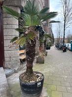 Palmboom in pot - 140cm - Amsterdam, Bloeit niet, Ophalen of Verzenden, 100 tot 250 cm, Palmboom