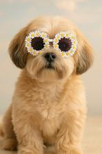 Zomerse madeliefjes zonnebril voor hond, Dieren en Toebehoren, Ophalen of Verzenden, Nieuw