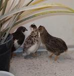 Trio chinese dwergkwartels, Meerdere dieren