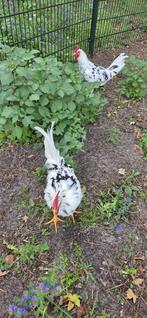 Gratis 2 bonte leghorn hanen, Dieren en Toebehoren, Mannelijk, Kip