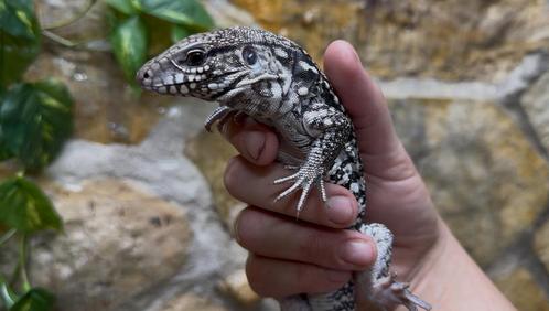 Nakweek juli 2025 Salvator rufescens (rode teju) anery/hypo, Dieren en Toebehoren, Reptielen en Amfibieën, Hagedis, 0 tot 2 jaar