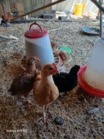 4 leggkiphaantjes, Dieren en Toebehoren, Pluimvee, Meerdere dieren, Kip