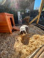 Lieve ram minilop x NHD, Dieren en Toebehoren, Konijnen, Mannelijk, Hangoor