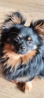 Aangeboden prachtige pomchi dekreu, Dieren en Toebehoren, Honden | Dekreuen, Particulier, Rabiës (hondsdolheid), 3 tot 5 jaar