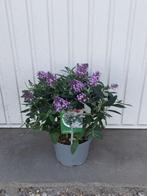 buddleja little sweetheart, Volle zon, Vaste plant, Zomer, Ophalen