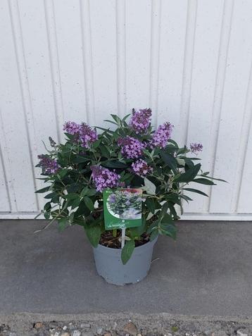 buddleja little sweetheart beschikbaar voor biedingen