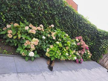Meerdere hortensia Groot beschikbaar voor biedingen