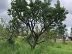 Opal pruimenboom in struikvorm, pruim 35 jaar, 2950EUR, Tuin en Terras, Planten | Fruitbomen, Pruimenboom, Lente, 250 tot 400 cm