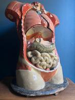 Anatomisch model Bock Steger Lips antiek Somso, Ophalen of Verzenden