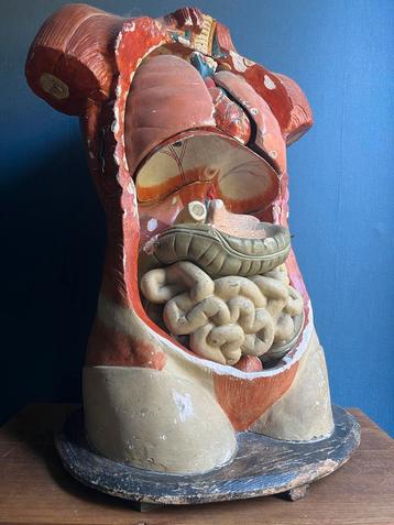 Anatomisch model Bock Steger Lips antiek Somso beschikbaar voor biedingen
