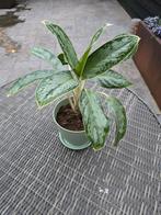Aglaonema Silver Bay Kamerplant, Overige soorten, In pot, Minder dan 100 cm, Groene kamerplant
