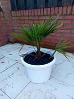 Leuke palmboom in pot, 100 tot 250 cm, Zomer, Palmboom, Ophalen