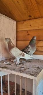 Takladuiven koppel, Dieren en Toebehoren, Vogels | Duiven