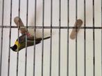 kleine cubavink man, Dieren en Toebehoren, Mannelijk, Wildzangvogel, Geringd