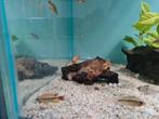 Apistogramma Cacatoides Double Red dwergcichliden, Vis, Zoetwatervis