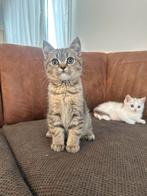 Britse korthaar mannetje, Kater, Ontwormd