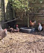 5 hennen op zoek naar hun forever home, Dieren en Toebehoren, Pluimvee, Vrouwelijk, Kip