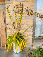 Agapanthus in pot, Tuin en Terras, Planten | Tuinplanten, Volle zon, Vaste plant, Zomer, Ophalen