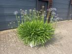 Agapanthus, blauw/paars, vol in bloei, inclusief bloembak!, Volle zon, Vaste plant, Zomer, Ophalen