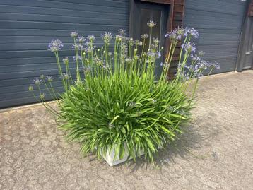 Agapanthus, blauw/paars, vol in bloei, inclusief bloembak! beschikbaar voor biedingen