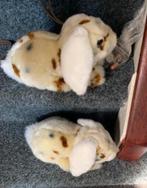 2 pluche konijnen samen 20 euro, Ophalen of Verzenden