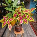 Siernetel kamerplant, Ophalen, Overige soorten, In pot, Minder dan 100 cm