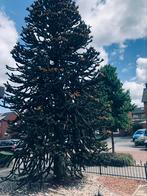 Apenboom, Tuin en Terras, Planten | Bomen, Ophalen, Overige soorten