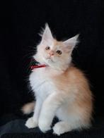 Maine coon kitten met stamboom en volledig geteste ouders., Dieren en Toebehoren, Poes