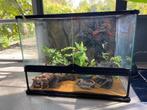 Exo Terra Terrarium 60x45x45 incl. achterwand en interieur, Gebruikt, Terrarium of Paludarium, Ophalen