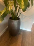 Plantenpot + Kamerplant - Nieuwstaat - Heiloo, Tuin en Terras, Overige materialen, 40 cm of meer, Rond, Ophalen of Verzenden