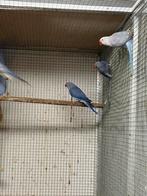 Violet halsbanden, Meerdere dieren, Parkiet