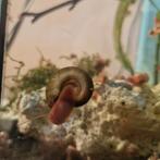 Posthoornslakken 5 kleuren.NU 75 voor €10 verzenden mogelijk, Dieren en Toebehoren, Pluimvee, Meerdere dieren, Eend