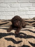 Maltipoo pups, maltipoo x toy poedel, Nederland, Reu, CDV (hondenziekte), 8 tot 15 weken