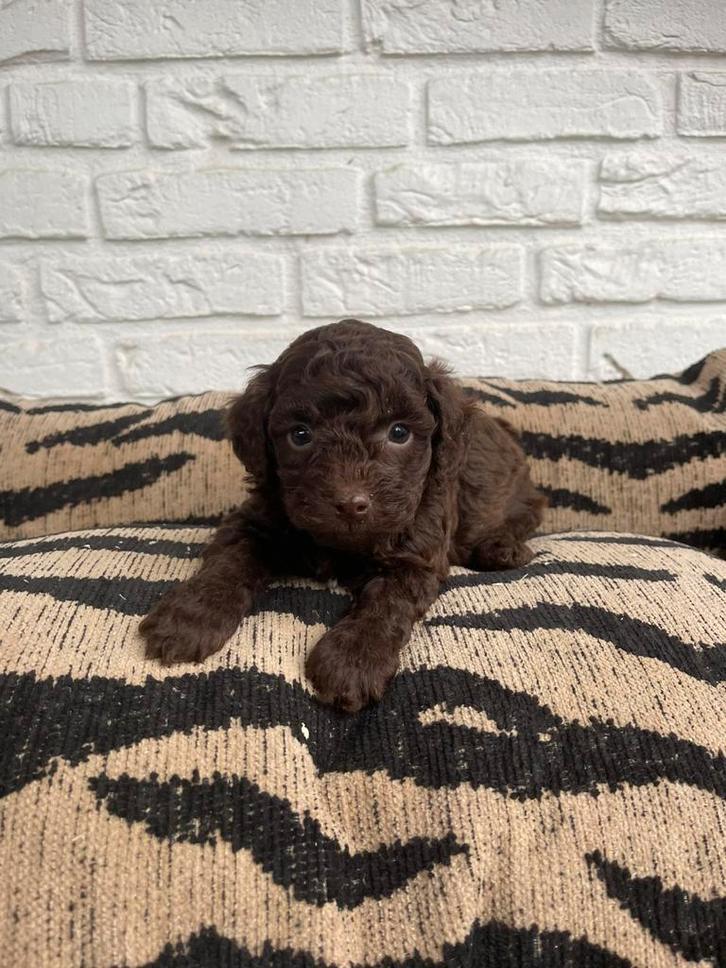 Maltipoo pups, maltipoo x toy poedel, Dieren en Toebehoren, Honden | Chihuahua's en Gezelschapshonden, Reu, Fokker | Professioneel