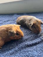 Baby cavia’s, Dieren en Toebehoren, Knaagdieren, Cavia, Vrouwelijk, Tam, September