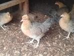 Creamlegbar jonge hennen gaan lichtblauwe eieren leggen, Dieren en Toebehoren, Pluimvee, Vrouwelijk, Kip