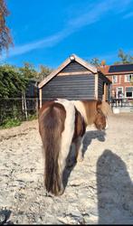 Gezocht maatje voor shetland ruin, Dieren en Toebehoren