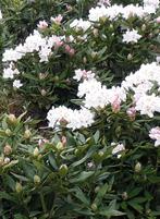 Witte rhododendron Cunningham- White, Minder dan 100 cm, Struik, Ophalen, Rhododendron