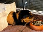 US Teddy zeugje, Dieren en Toebehoren, Knaagdieren, Cavia, April, Vrouwelijk, Tam