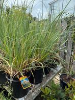 Pampas gras of cotederia selloana pimula  overjarige planten, Ophalen, Volle zon, Vaste plant, Siergrassen